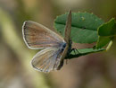 Glaucopsyche alexis (Weibchen)  / LYCAENIDAE/Polyommatini (Bläulinge)