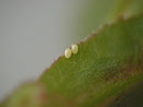 Anticlea badiata (auf Rosa canina) (Zuchtablage, frische Eier)
