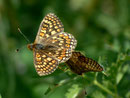 Euphydryas aurinia debilis  (Skabiosen-Scheckenfalter) / CH VS Col de Verne 1650 m, 09. 07. 2012