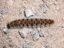 Thaumetopoea pityocampa (Pinien-Prozessionsspinner) / España Hochland von Aragonien Javalambre ca 1400 m, 11. 11. 2008