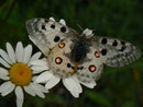 Parnassius apollo (Roter Apollo) /  PAPILIONIDAE/Parnassinae (Ritterfalter)