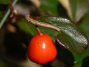 Alcis repandata (Braunmarmorierter Baumspanner, Raupe) / CH SG Walenstadt Lindenwald 720 m, 07. 03. 2014 an Arctostaphylos uva-ursi