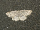 Elophos serotinaria / GEOMETRIDAE/Ennominae (Spanner)
