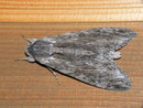 Agrius convolvuli (Windenschwärmer) / CH BE Hasliberg 1050 m, 27. 08. 2011
