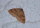 Plagodis pulveraria (Pulverspanner)  / GEOMETRIDAE/Ennominae (Spanner)