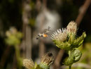 Macroglossum stellatarum (Taubenschwänzchen) / CH BE Kiental, Tschingelsee 1151 m, 22. 10. 2018
