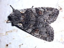 Lithophane consoscia (Graue Holzeule) / NOCTUIDAE (Eulen)