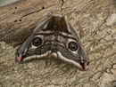 Saturnia pavonia (Kleines Nachtpfauenauge, Weibchen) / CH BE Hasliberg 1050 m, 03. 04. 2014