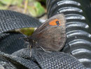 Erebia euryale adyte (Männchen) / CH VS Col de Verne 1520 m, 09. 07. 2012