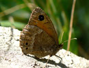 Satyrus ferula (Weibchen) / CH VS Bratsch Jeizinen 950 m, 12. 07. 2011