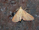 Endotricha flammealis (Geflammter Kleinzünsler) / PYRALIDAE (Zünsler)