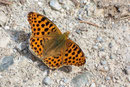 Issoria lathonia (Kleiner Perlmuttfalter, Männchen) / NYMPHALIDAE/Heliconiinae (Edelfalter)