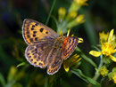 Lycaena virgaureae (Dukatenfalter, Weibchen) / CH VS Laggintal 1500 m, 20. 07. 2010