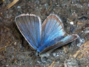 Polyommatus damon (Grünblauer Bläuling, Männchen) / Italien Aostatal Valpelline Glacier-By 2070 m, 09. 09. 2008