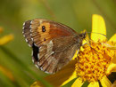 Erebia euryale adyte (Weibchen) / CH VS Törbel Törbeltälli 2330 m, 08. 08. 2016