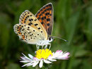Lycaena tityrus (Brauner Feuerfalter, Weibchen) / CH BE Hasliberg 1050 m, 01. 08. 2009