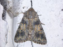 Hadena caesia / NOCTUIDAE (Eulen)