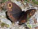 Erebia medusa (Rundaugen-Mohrenfalter) / NYMPHALIDAE/Tr. Erebiini (Edelfalter)