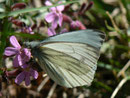 Pieris napi (Grünaderweissling, Mämmchen 1. Gen.) / CH TI Maggiatal 797 m, 04. 05. 2011