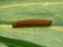 Phlogophora meticulosa (Achateule, Raupe) / CH VS Montagne de Fecon 1630 m, 17. 08. 2012