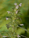 Galeopsis tetrahit (Gewöhnlicher Hohlzahn) / FABACEAE