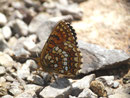 Melitaea diamina (Silber- oder Baldrian-Scheckenfalter) / CH OW Alpnach Wängen 1571 m, 04. 07. 2017