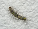Nudaria mundana (Blankflügel-Flechtenbärchen, Raupe) CH BE Hasliberg 1050 m, 13. 07. 2010