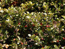 Arctostaphylos uva-ursi (Bärentraube) / Ericaceae