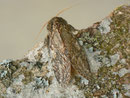 Peridea anceps (Eichen-Zahnspinner) / CH BE Hasliberg 1050 m, 24. 04. 2014