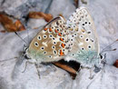 Polyommatus bellargus (Himmelblauer Bläuling, Paarung) / CH BE Hasliberg 1075 m, 28. 04. 2007