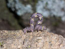 Lycia hirtaria (Schwarzfühler-Dickleibspanner)