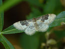 Idaea rusticata (Südlicher Zwergspanner) / GEOMETRIDAE/Sterrhinae (Spanner)