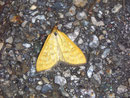 Mecyna flavalis CRAMBIDAE/Spilomelinae (Zünsler)