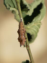 Polygonia c-album (C-Falter, Raupe auf Ulmus glabra) / CH BE Hasliberg 1060 m, 10. 09. 2016