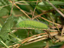 Maniola jurtina (Grosses Ochsenauge) / CH BE Hasliberg 1050 m, 12. 06. 2015