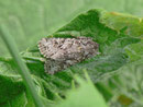 Lasionycta proxima (Graue Bergraseneule) / NOCTUIDAE (Eulen)