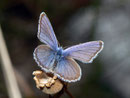 Plebeius idas (Idas-Bläuling, Männchen) / LYCAENIDAE/Polyommatini (Bläulinge)