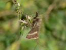 Malacosoma alpicola (Alpiner Ringelspinner, Männchen) / CH OW Kerns Ächerlipass Heitletswald 1540 m, 18. 08. 2014