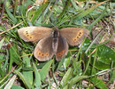 Erebia epiphron (Knoch's Mohrenfalter) / NYMPHALIDAE/Tr. Erebiini (Edelfalter)