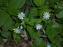 Cerastium fontanum (Grossfrüchtiges Hornkraut) / Caryophyllaceae