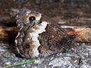 Hipparchia genava (Grosser Waldportier) / NYMPHALIDAE/Satyrinae (Edelfalter)