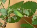 Cidaria fulvata
