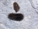 Miltochrista miniata (Rosaroter Flechtenbär, Raupe frisch gehäutet ) / CH OW Kleine Melchaaschlucht 650 m, 09. 06. 2010