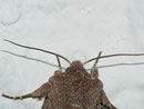 Orthosia gothica (Gothica Kätzcheneule) / CH BE Hasliberg 1050 m, 18. 03. 2014