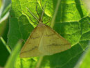 Aspitates ochrearia / GEOMETRIDAE Ennominae Tribus Aspitatini