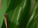 Lasiommata maera (Braunauge, Raupe) / CH BE Hasliberg 1050 m, 07. 09. 2014