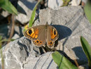 Lasiommata maera (Braunauge, Weibchen) / CH BE Hasliberg 1070 m, 07. 07. 2013