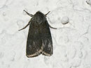 Euxoa decora (Hellgraue Erdeule) / NOCTUIDAE (Eulen)