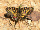 Zerynthia rumina (mit offenen Flügeln ein Weibchen Zerynthia rumina canteneri) / E Andalusien, Sierra de Segura, Embalse del Tranco, Cortijo de los Archites 1100 m, 23. 04. 2012