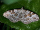 Xanthorhoe montanata (Schwarzbraunbinden-Blattspanner) / GEOMETRIDAE/Larentiinae (Spanner)
